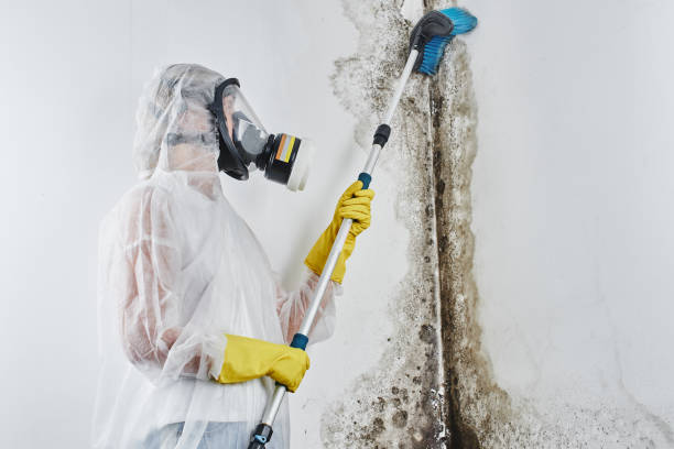 Mold Removal and Inspection in Mahinahina, HI