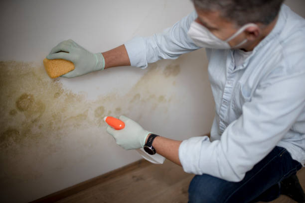 Mold Removal Process in Mahinahina, HI