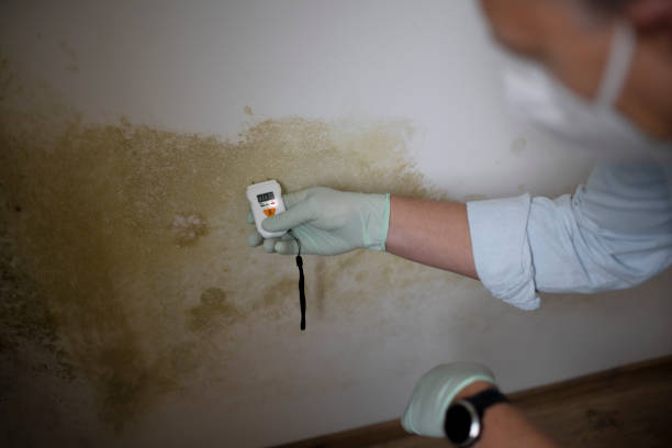 Attic Mold Removal in Mahinahina, HI