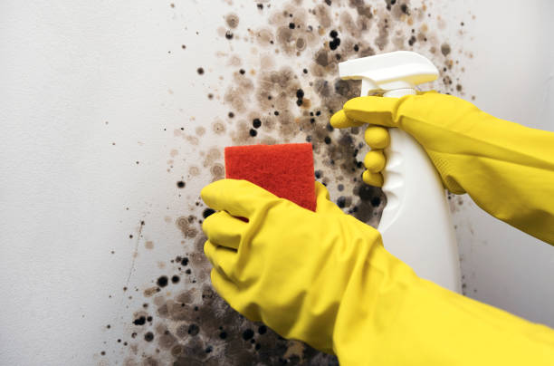 Best Mold Damage Repair  in Manana, HI